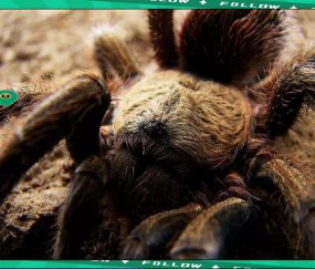 星空体育- 世界足球莱万多夫斯基 