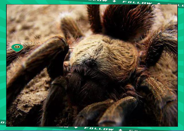 世界足球莱万多夫斯基 世界足球莱万多夫斯基